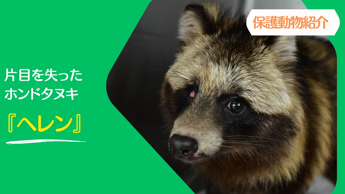 【JWCの保護動物紹介】片目を失ったホンドタヌキ『ヘレン』