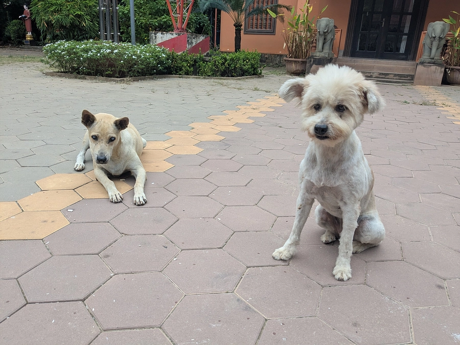 【ご支援ありがとうございました！】最近のジョージーとロスコの様子