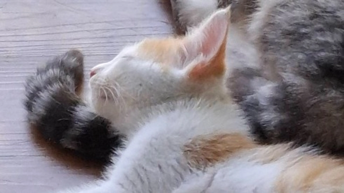 天気が良い日の業務