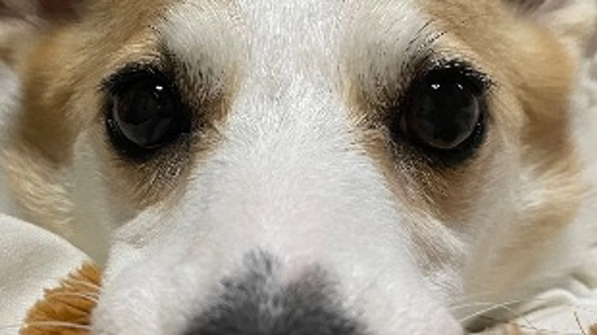 残り6時間となりました。あと少しご支援お願いします。