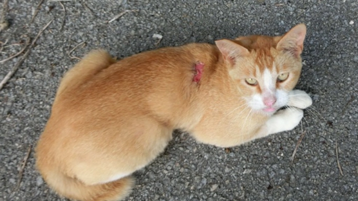 【第４弾】石垣島の捨てられた猫たちに治療を受けさせたい