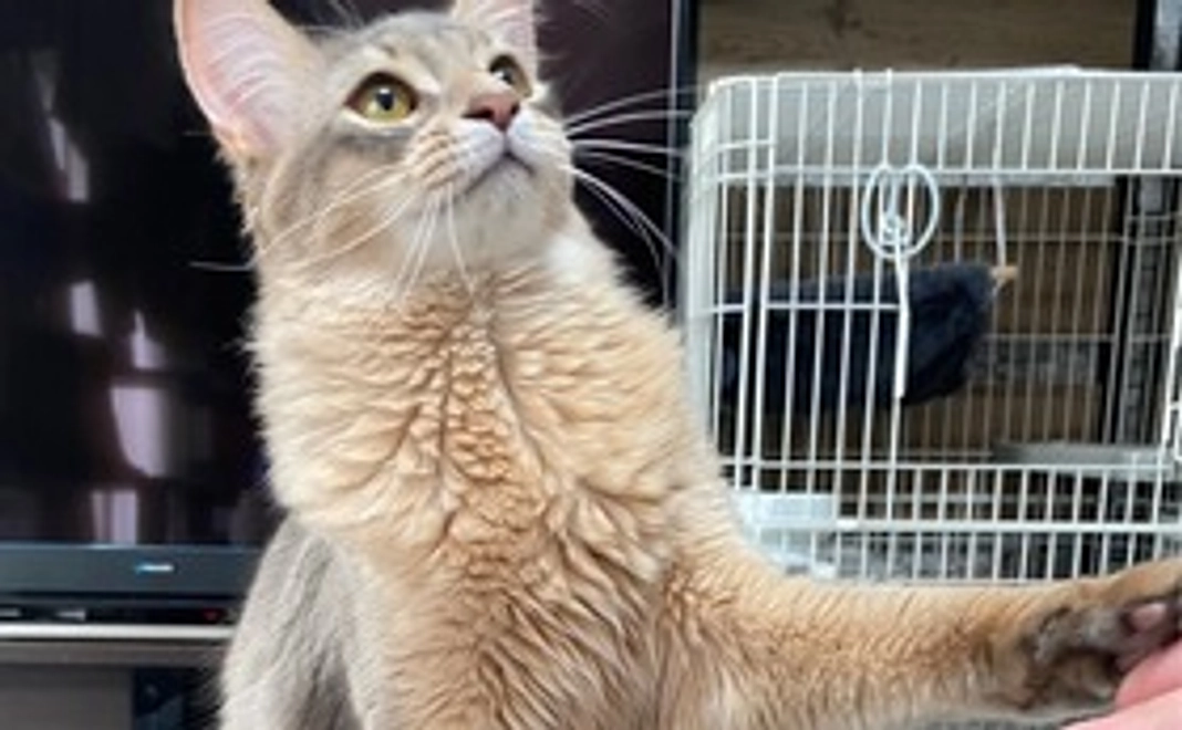 リターンなし（500円）