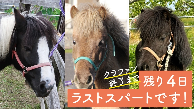 ボクたちの引っ越しにご支援を！北海道で３頭の馬を迎え入れたい！