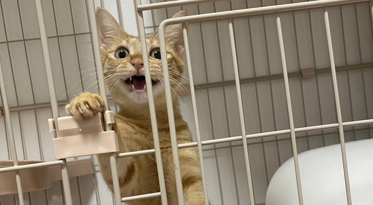 今日のモカ（投薬77日目）🐱⭐️