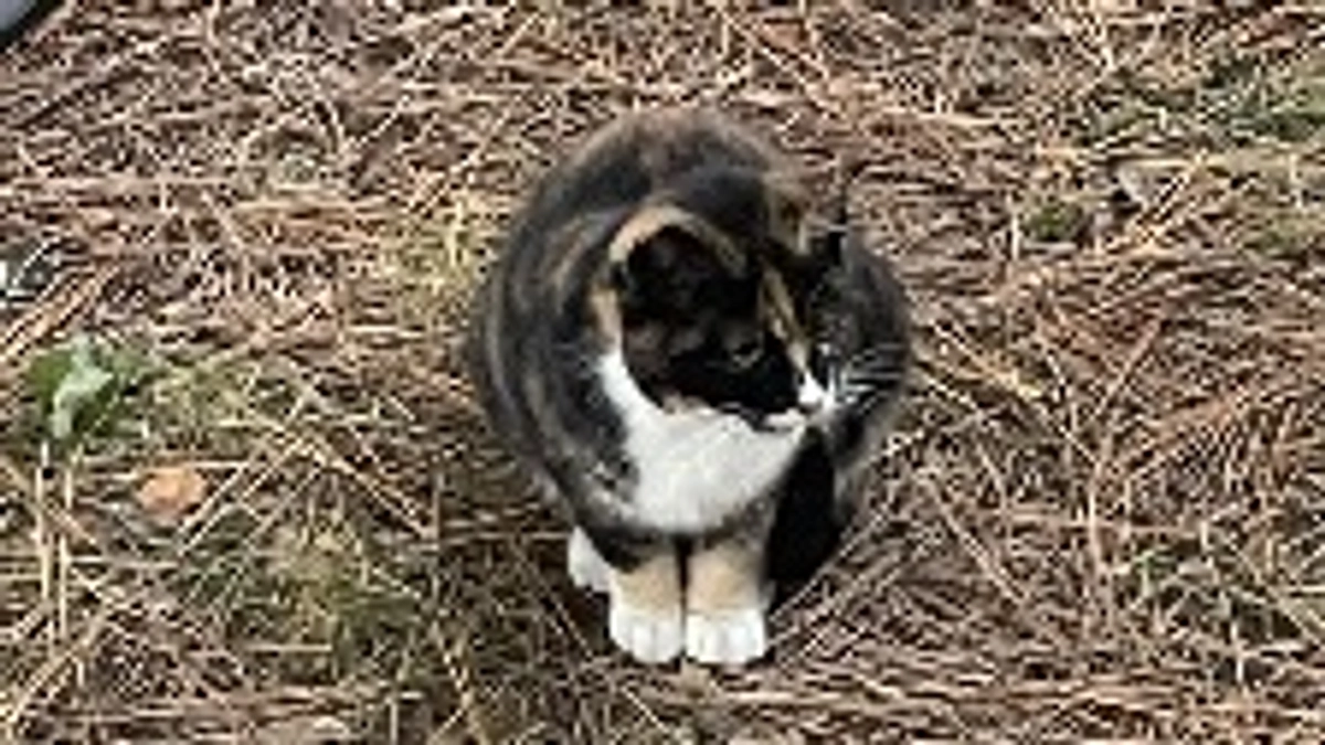 クリスマスプレゼント