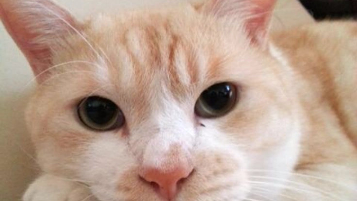 保護猫たちの命を繋ぐ！「佐倉ニャンだふる」のサポーター募集