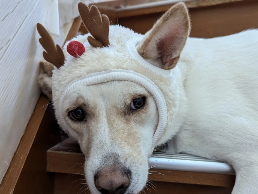 恒例のクリスマスご飯です。新しい犬が来ました。