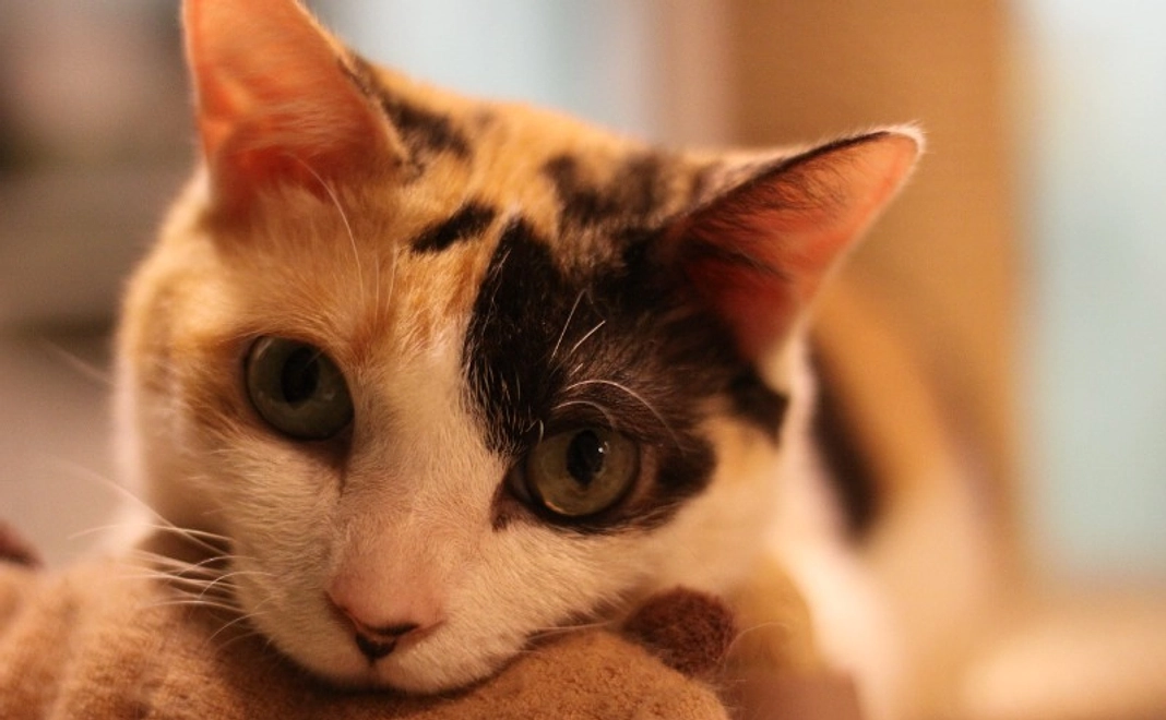 【リターン不要な方向け】猫まるカフェ全力応援コース｜3千円