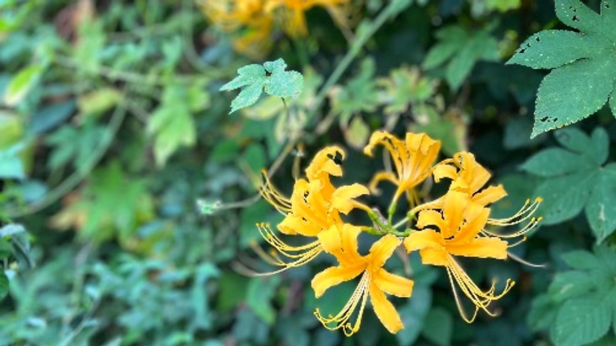 糸島新聞さんに採り上げていただきました，