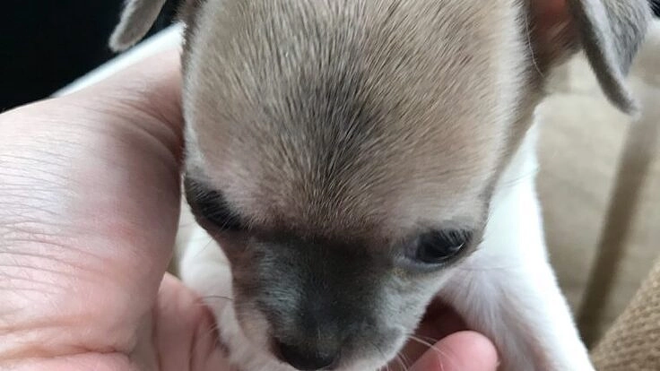 預かりボランティアとして保護犬預かる為、自宅を防音室にリフォーム