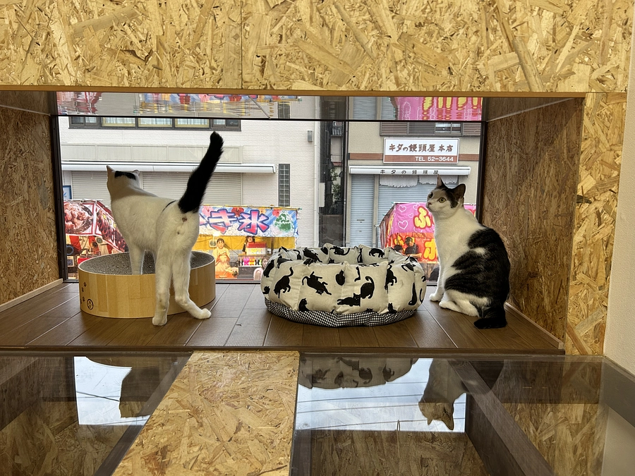 人も猫お祭りだぁーーー♪