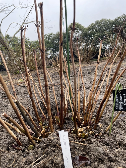 原木をドンドン植えていってます。