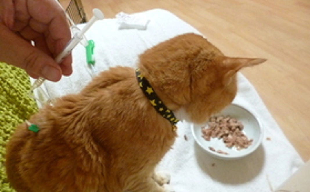 【わんちゃん・ねこちゃん応援リターン】