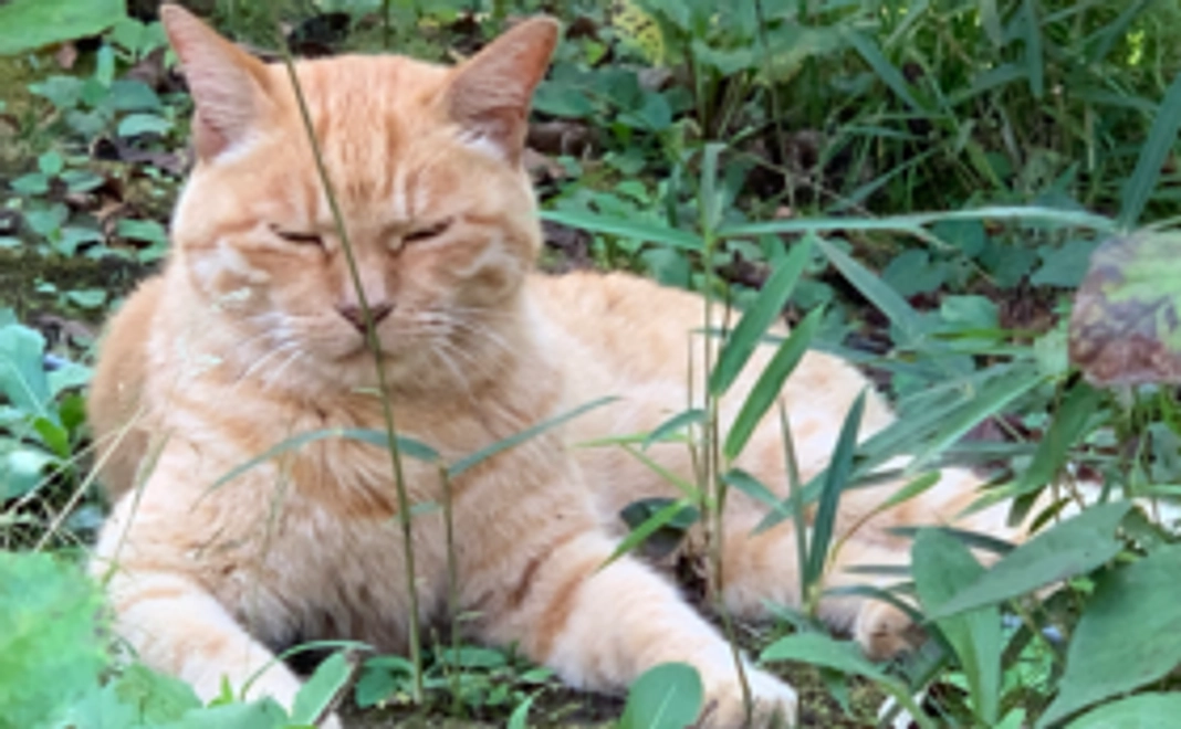 1000円支援コース