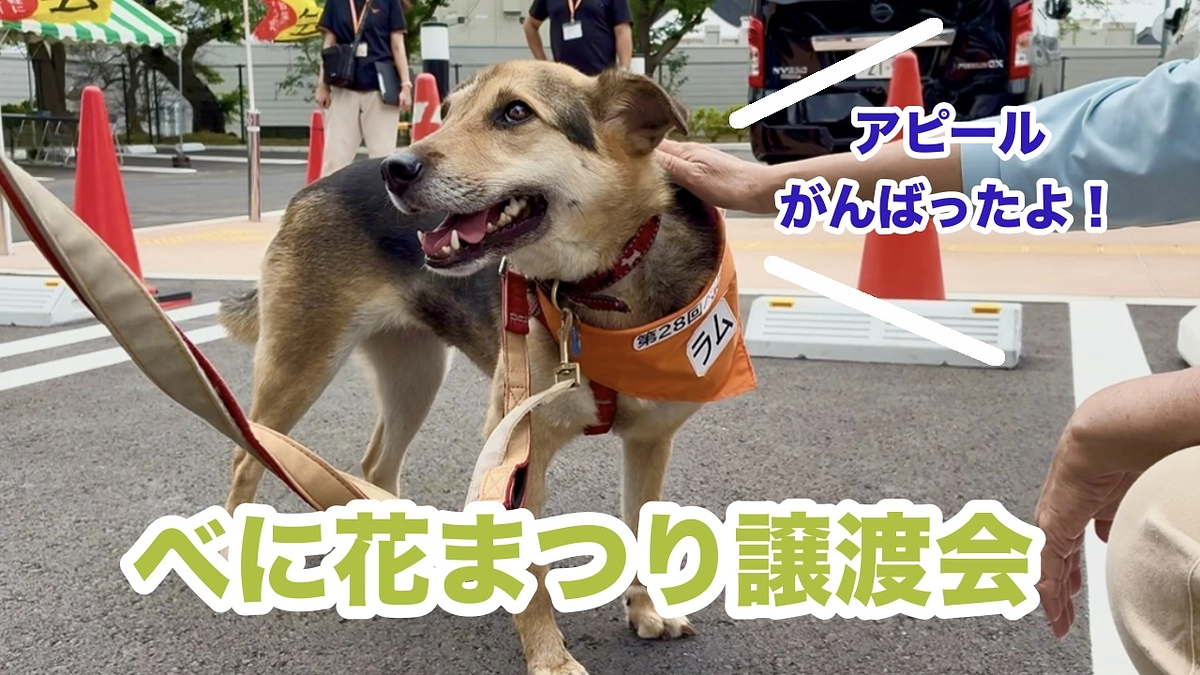 桶川べに花まつり譲渡会に参加しました🐾