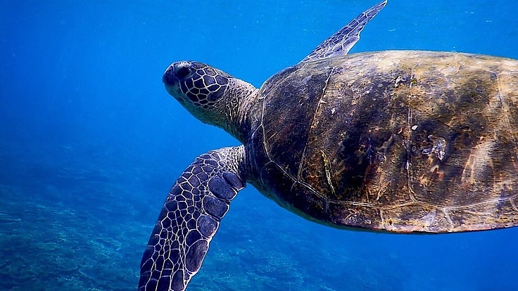 ダイバーによる海中ゴミ拾い！〜海の魅力をたくさんの人に伝えたい〜