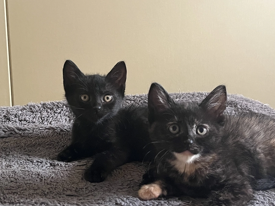 お寄せいただいたエール