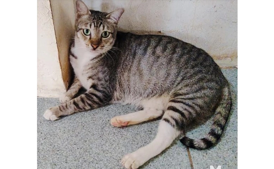 【リターン不要な方向け】インドネシアのねこちゃんいつも元気なコース