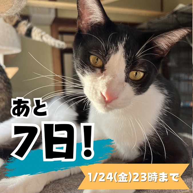 【終了まであと7日！】拡散をお願いします！