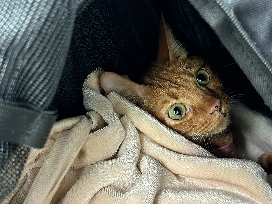 5/6  7回目の抗がん剤治療　2.80kg