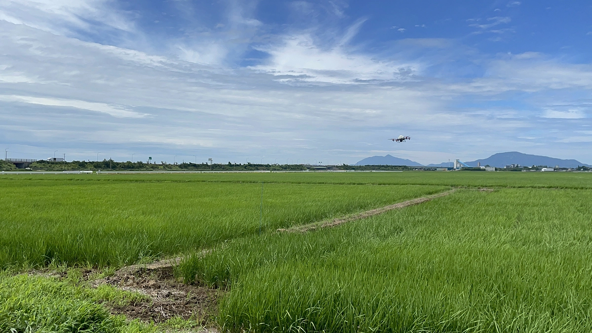 【あと9日】追加の肥料散布して研究すすめています！