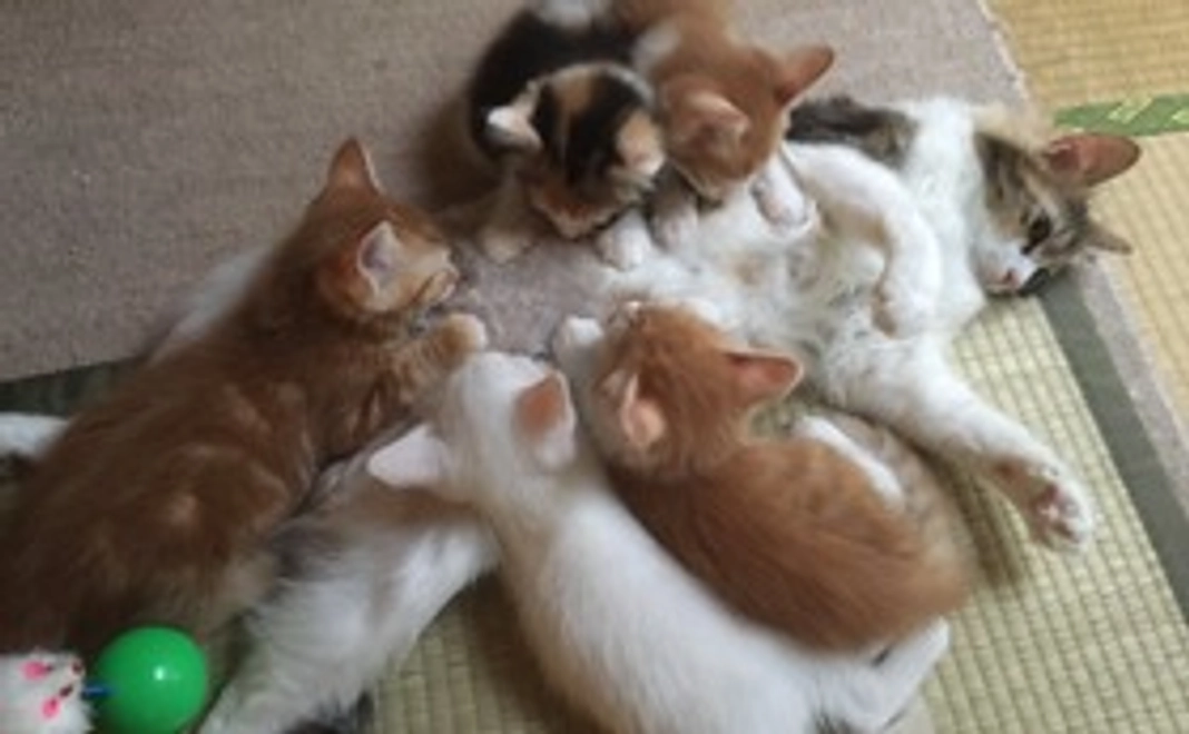 猫たちのポストカードお渡し致します★