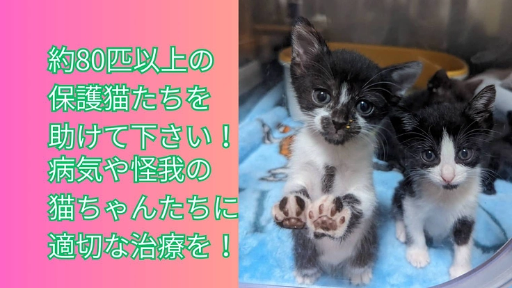 命を繋ぐ「ひだまり号」病気の猫の医療とシェルター改修・ICU維持へ