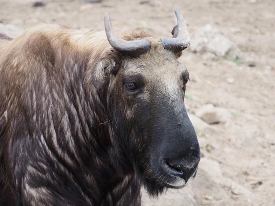ブータンで細胞保存の技術指導を行ってきました