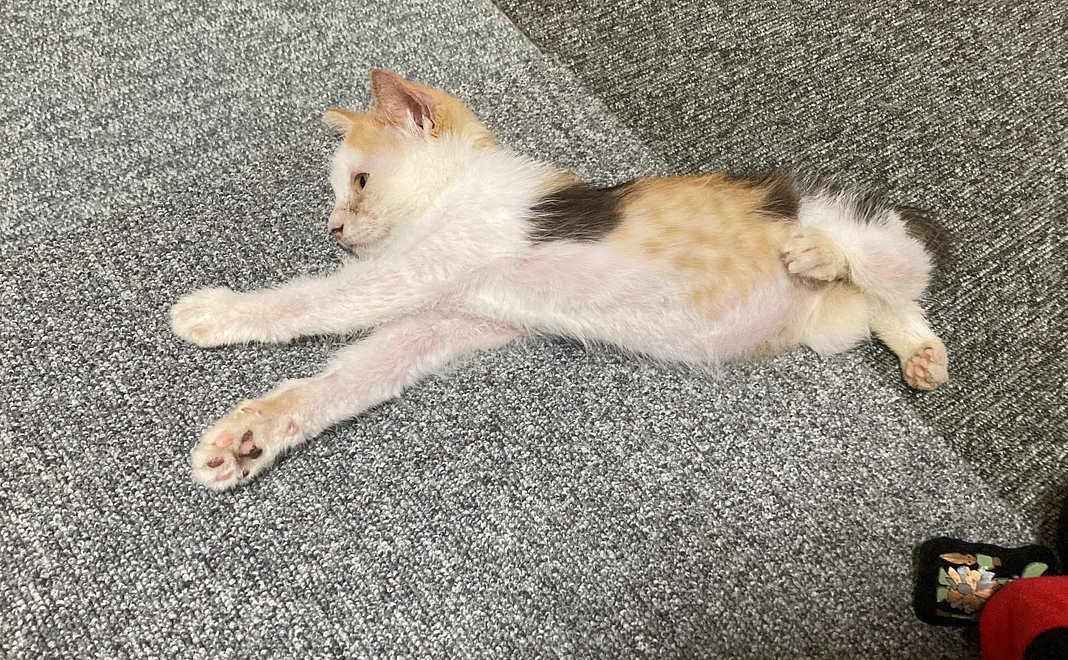 ご支援5000円（システム料220円含）プラン