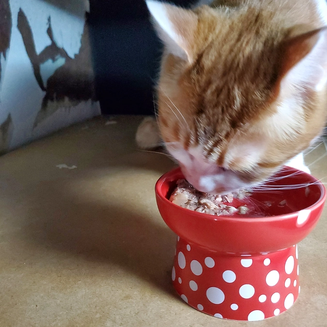 保護猫。ダイエット