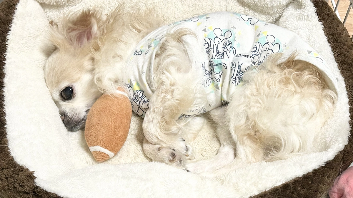 昨夜から洋服を着せてます…。。