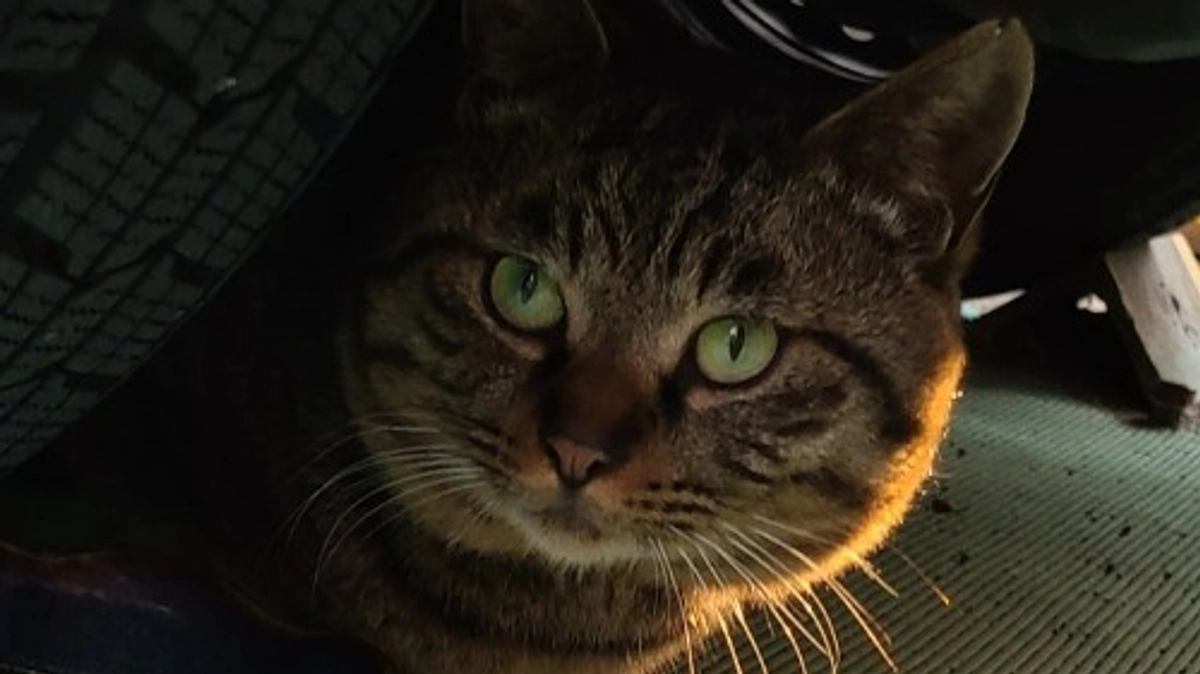 草加市内の猫さんたちの確認と、捕獲器の事前搬入を行いました。 