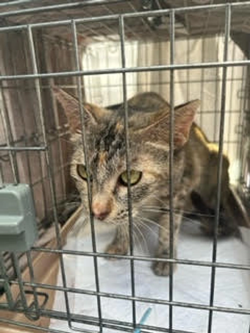 CF３４～３８までTNR終了しました