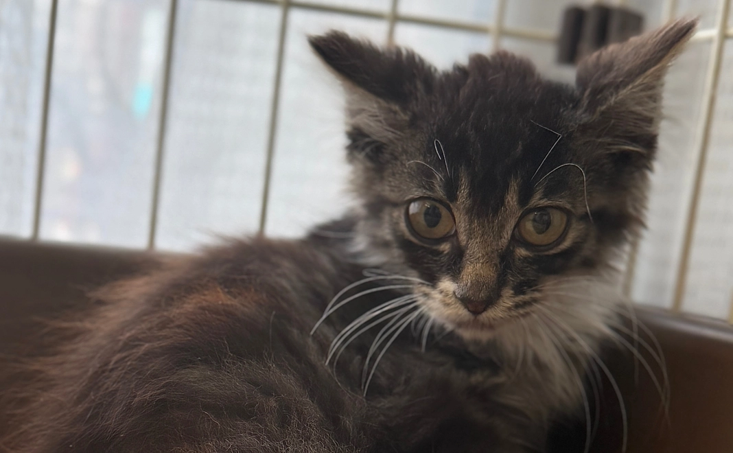 ジジ応援プラン⑦