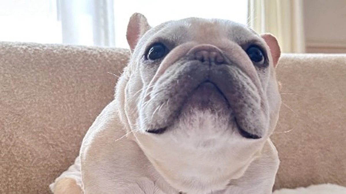 入金のお礼とぽんずの近況報告