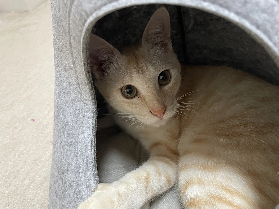 ついに明日は琥珀の卒業試験です！