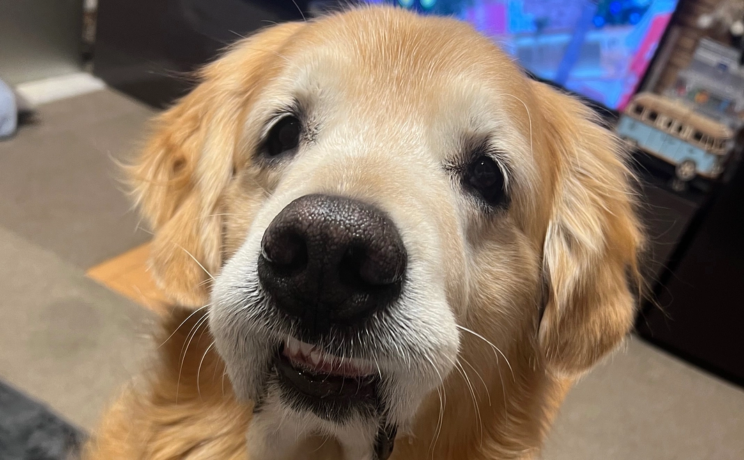 感謝のメールとベスの画像１枚