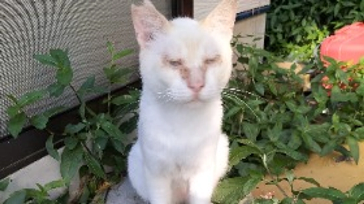 助けてくれる人達