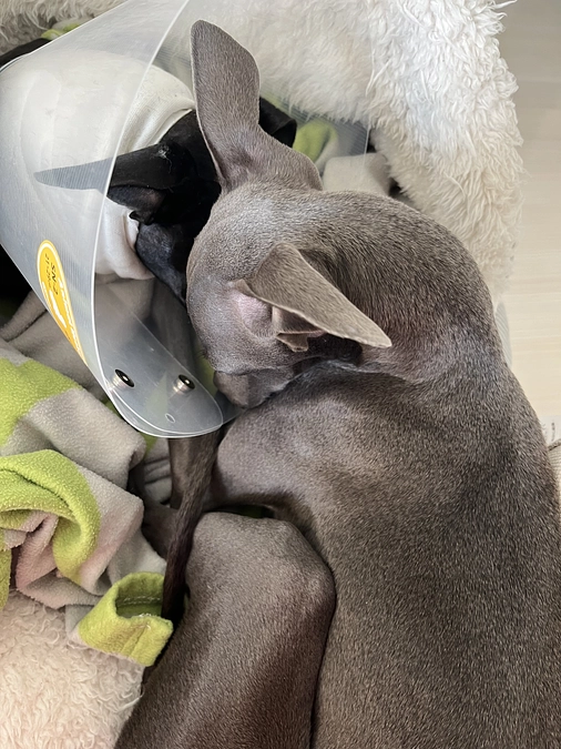 術後、ラズリー✨久しぶりのティアラ✨との再会