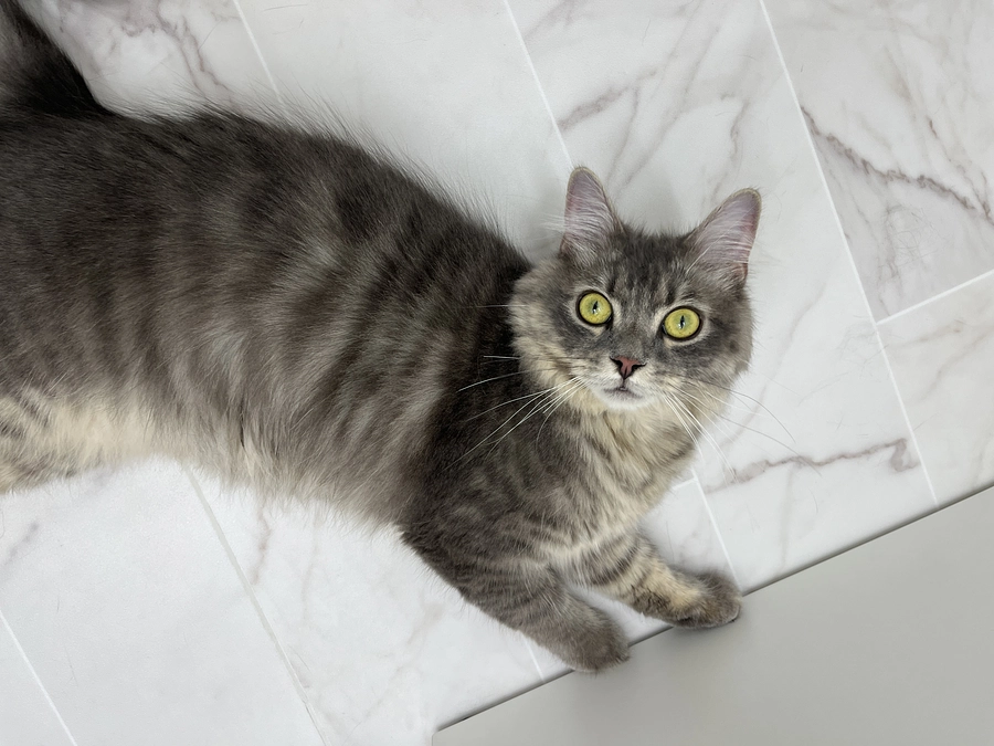 投薬43日目　猫の思い込み