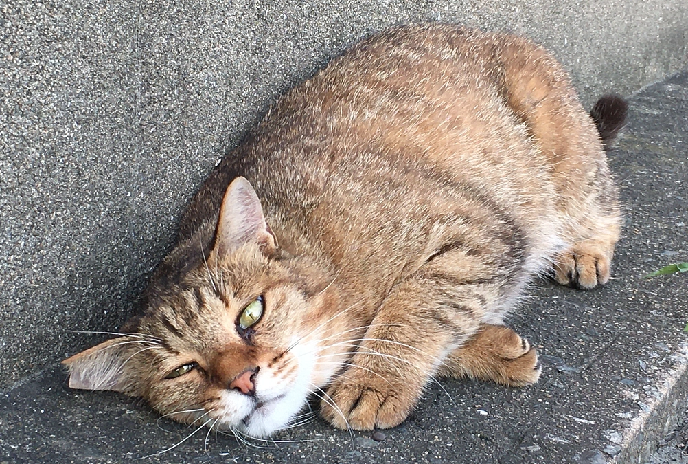 パトロール各地域の皆猫より　2023/06/01～06/30　のご報告