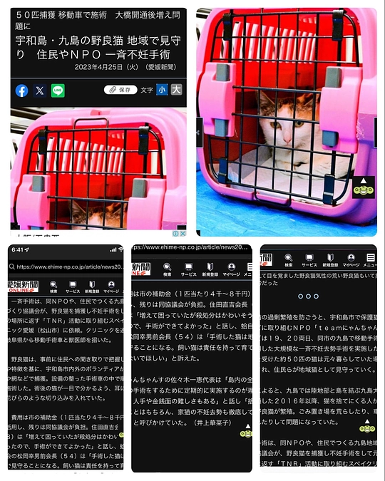 3月に始めた基金使用のTNR1年分のご報告