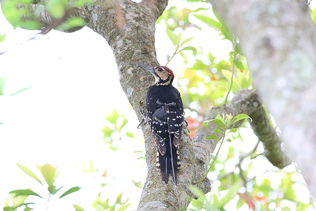オーストンオオアカゲラの調査