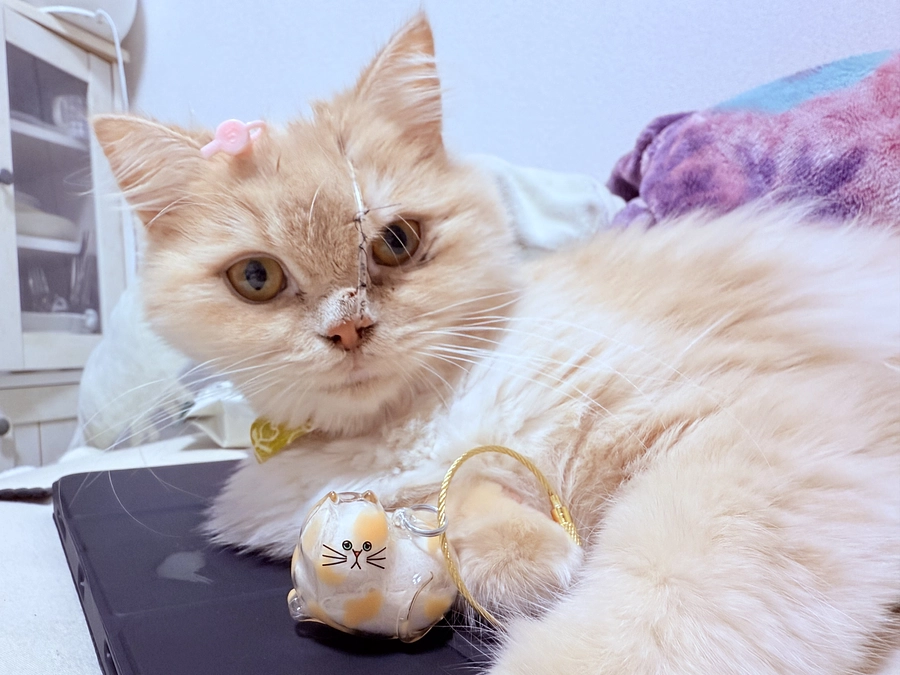 9/11鼻カテーテル再挿入　9/13胸水穿刺