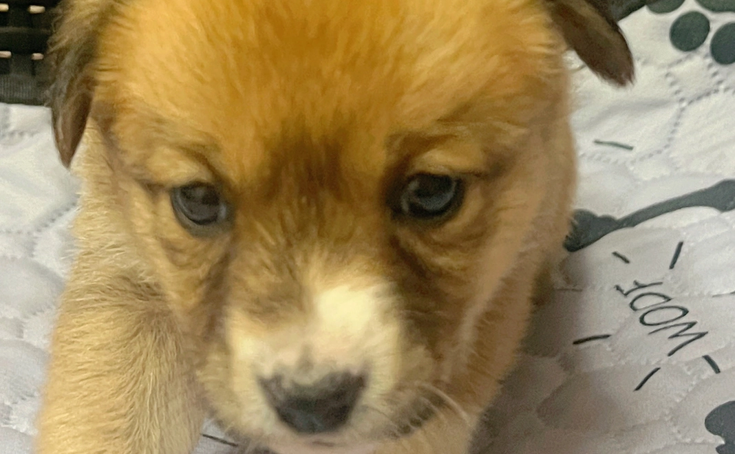 保護っ子サポーター