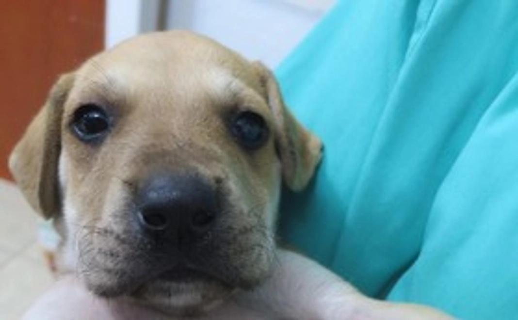 去勢手術１頭プラン