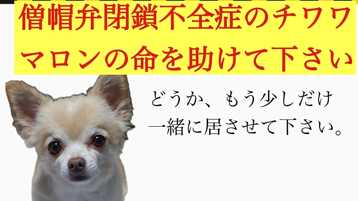 僧帽弁閉鎖不全症末期のチワワマロンを助けたい