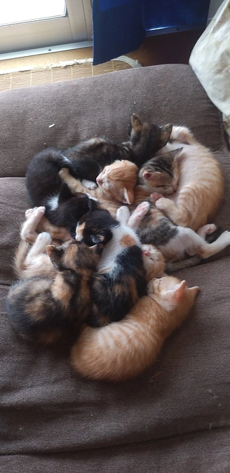 本当に困ってます。赤ちゃん達の命助けて下さい。