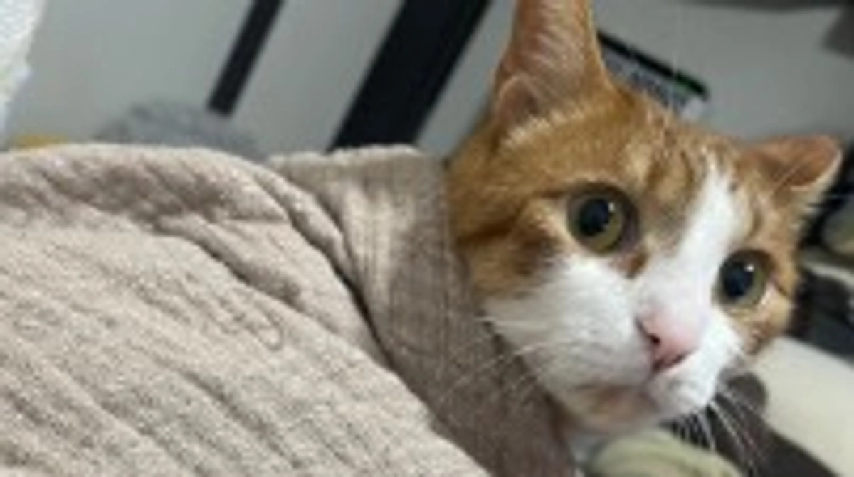 残り7日となってしまいました。