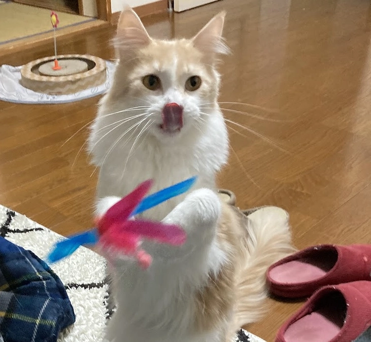 11/12ルイの様子（クラファン終了まで残り5日）